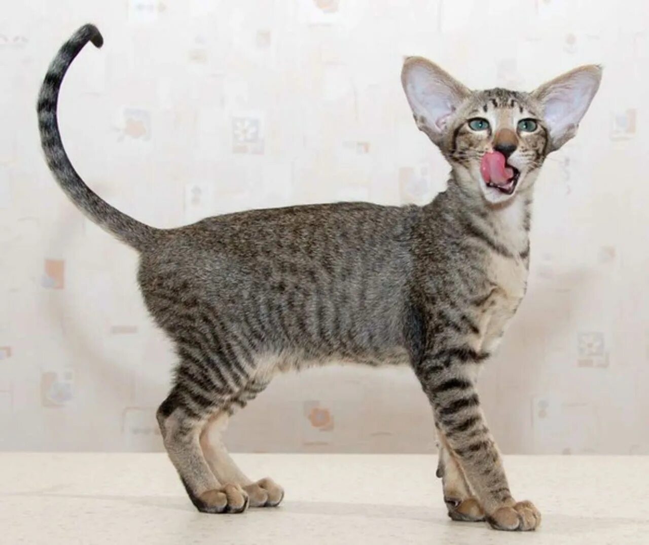 Кошка Ориентал короткошёрстная. Ориентальная короткошерстная кошка. Ориентальный бобтейл. Ориентальная короткошерстная - oriental Shorthair. Породы длинных котов
