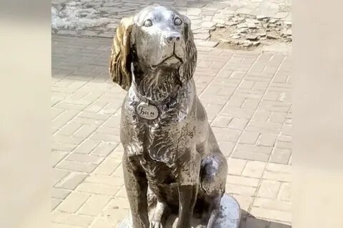 Белый бим кострома