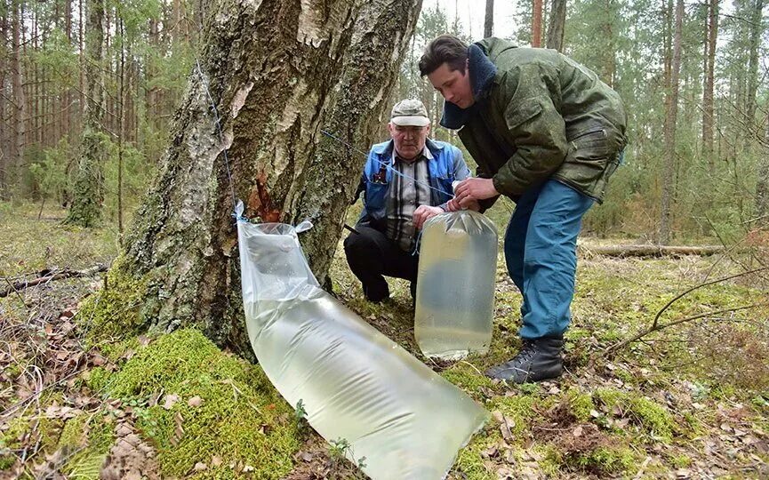 Добыть березовый сок. Сбор березового сока. Каксобирают берёзовый сок. Можно ли детям березовый сок