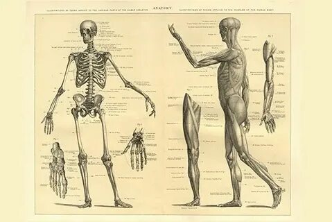 Anatomy education