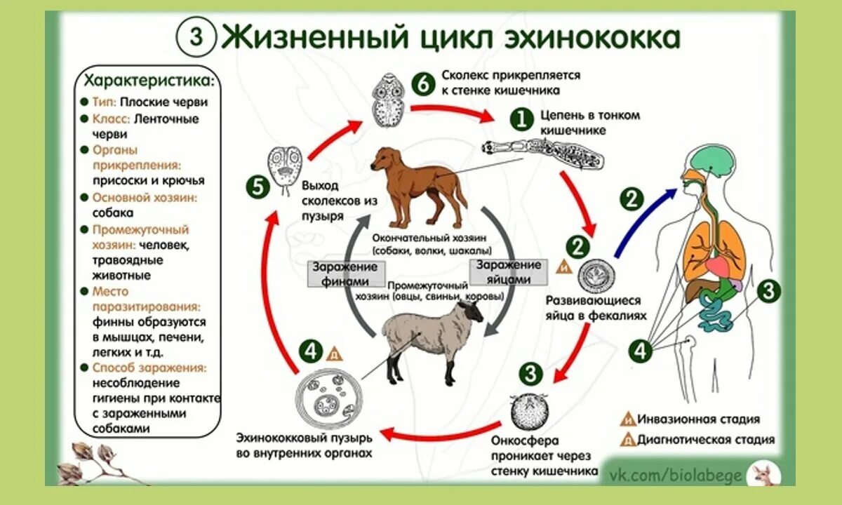 Можно ли считать человека промежуточным хозяином эхинококка. Цикл развития эхинококка ЕГЭ биология. Цикл развития эхинококка. Жизненные циклы червей ЕГЭ. ЕГЭ биология циклы паразитических червей.