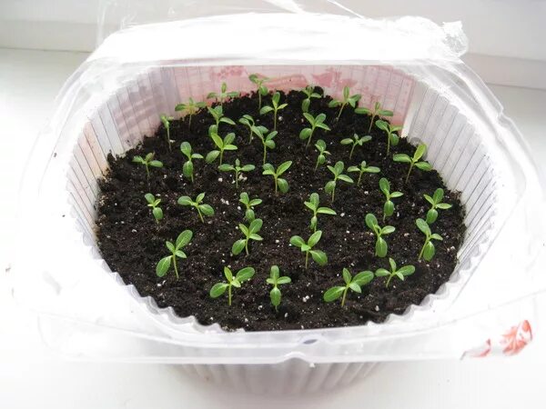 статица ростки. всходы примулы. ростки хризантемы мультифлора. хризантема семена посадка. сеянцы хризантемы.