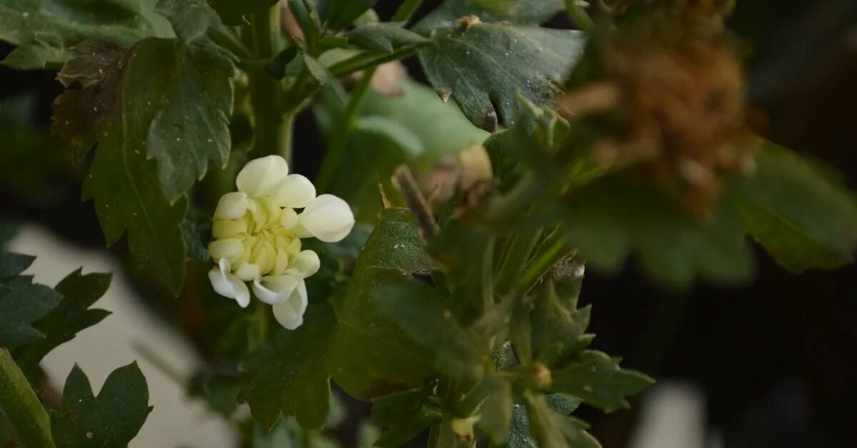 Почему хризантема вянет. Chrysanthemum morifolium Ramat. Серая гниль хризантемы. Хризантема болезни септориоз. Светлая макушка у хризантемы.