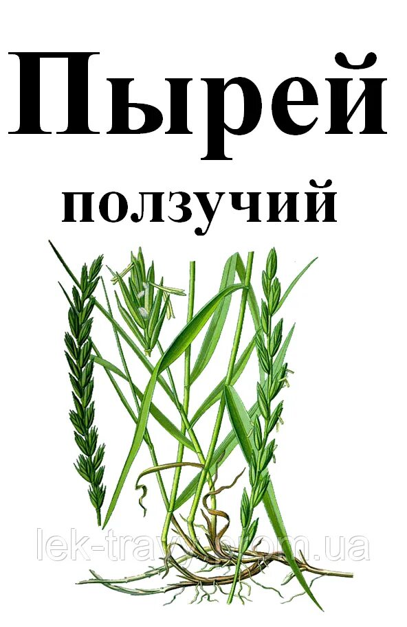 Корень пырея купить