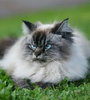 Кошек со