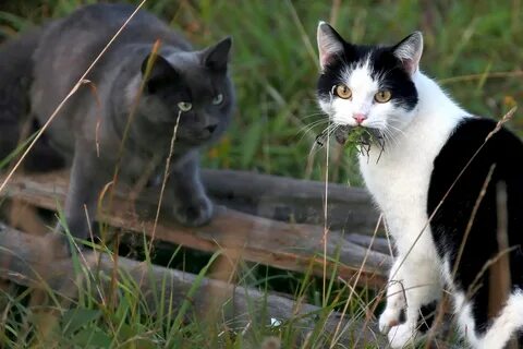 П кошка