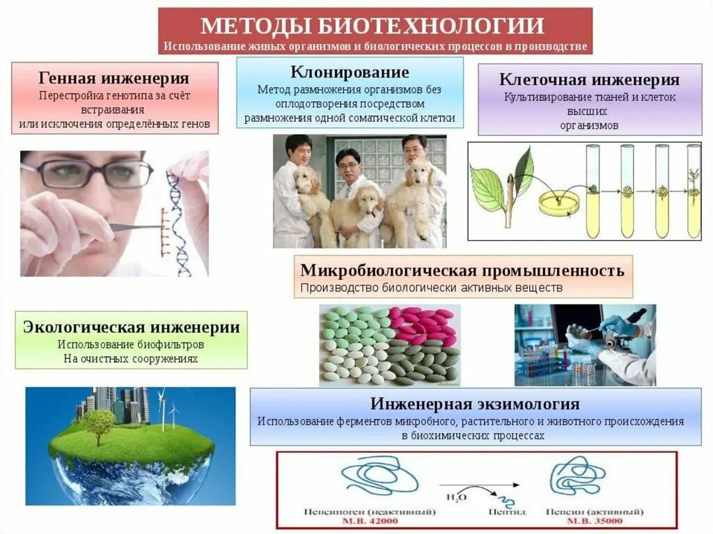 Биотехнология отзывы. Методы и направления биотехнологии. Генная инженерия в биотехнологии методы. Биотехнология это метод селекции. Методы биотехнологии в биологии.