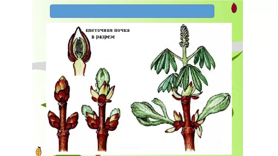 Побег вырастающий из почки. Тип побега развивающегося из верхушечной почки. Побег и почки растений. Развития побегов из пазушных почек. Развертывание побега из почки.