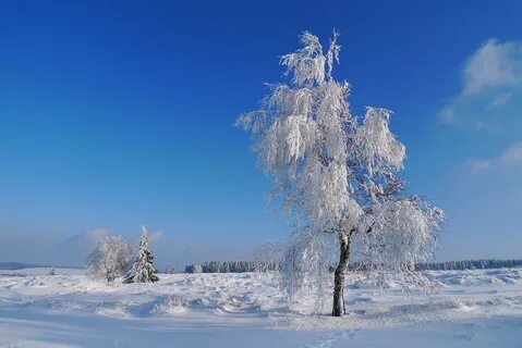 Зимняя береза