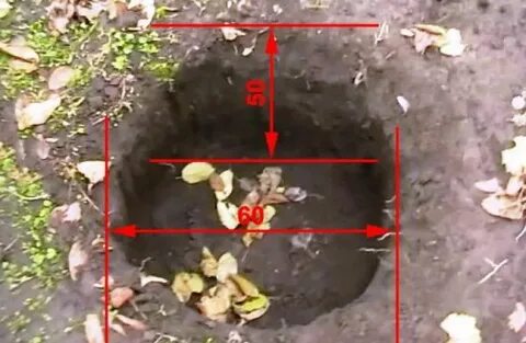 Расстояние между голубикой при посадке