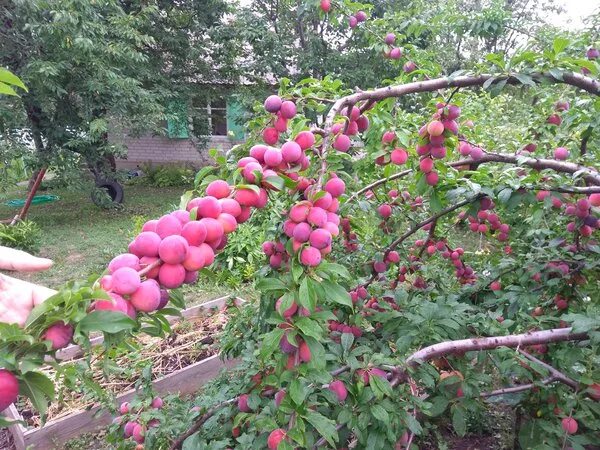 Слива Кубанская Комета: лучшие фотографии Природная галерея Фотогалерея природы 