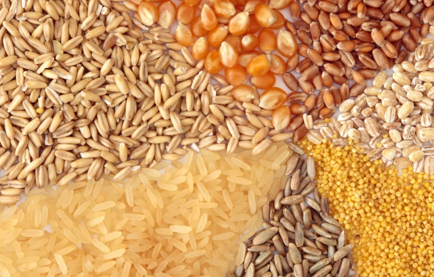 Белки ячменя. Пшеница ячмень рис. Зерно злаковых культур. Зерновые культуры рис. Рис пшеница.