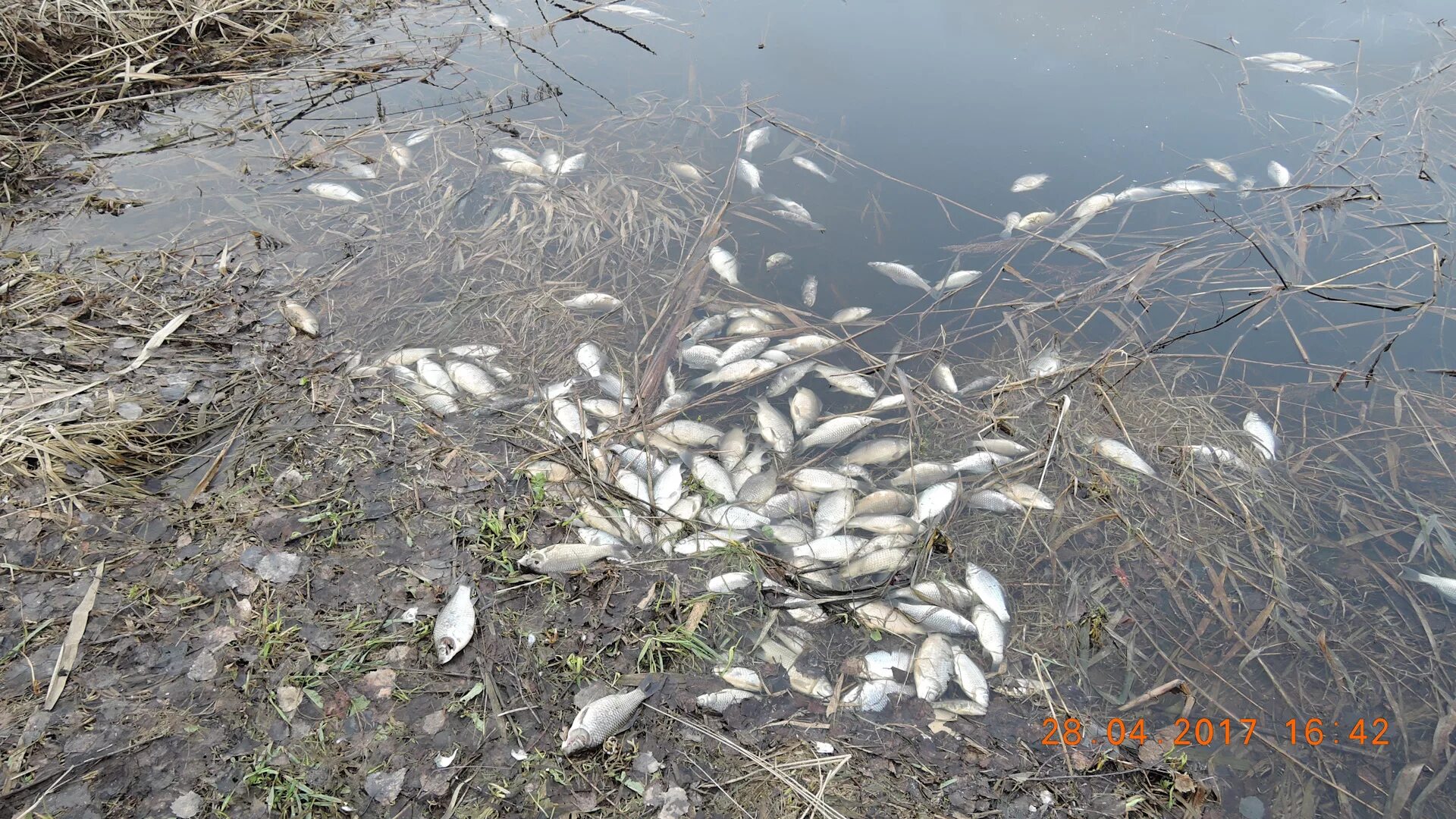 Вести с водоемов. FISHINGSIB вести с водоёмов. Рыбалка в Новосибирской области вести с водоемов. Рыбалка в Новосибирской вести с водоемов 2023. Вести с водоемов новосибирска сегодня