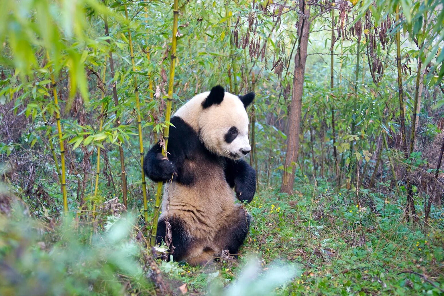 Большая панда живет. Ареал панды. Большая Панда ареал. Ареал обитания панды. Ареал большой панды.