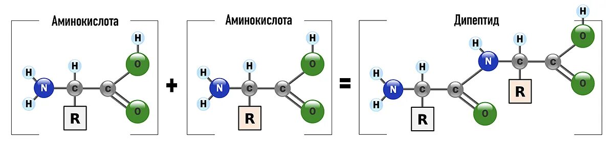 Дипептид реакции. Концевые группы при образовании дипептида серин-валин, это:. белок → дипептиды. c6h12o4n2 дипептид. как называть дипептиды.