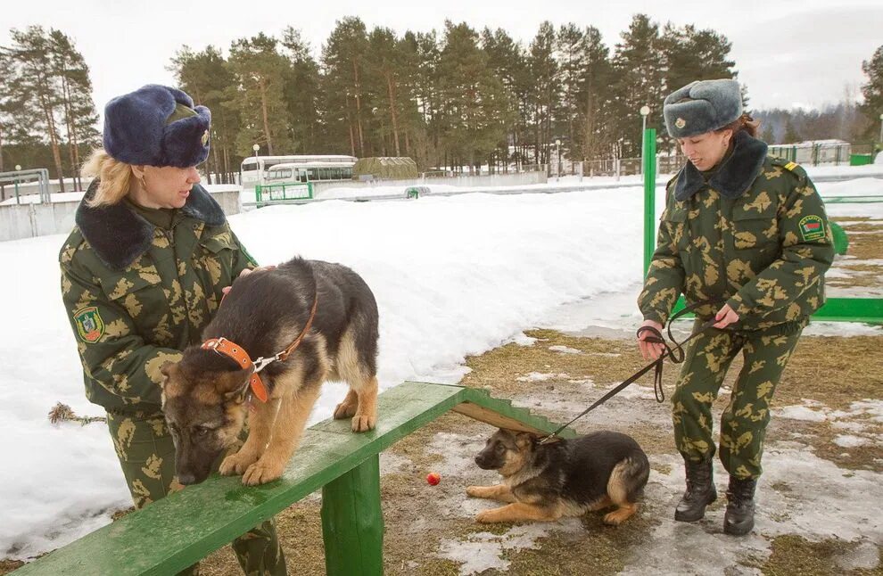 Восточноевропейская овчарка пограничник. Вожатый служебных собак погранвойск. Пограничник с собакой. Служебные собаки пограничников. Бесплатный кинолог