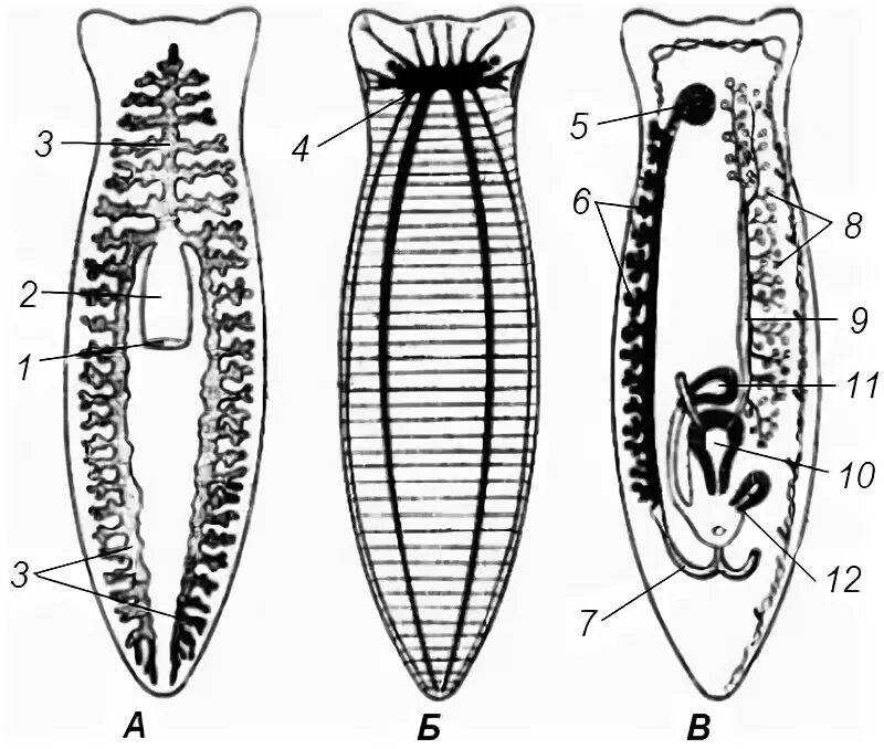 Рабдиты ресничных червей. Класс ресничные черви размеры. Внутреннее строение плоских ресничных червей. Внешнее строение ресничных червей. Схема внутреннего строения плоских червей.