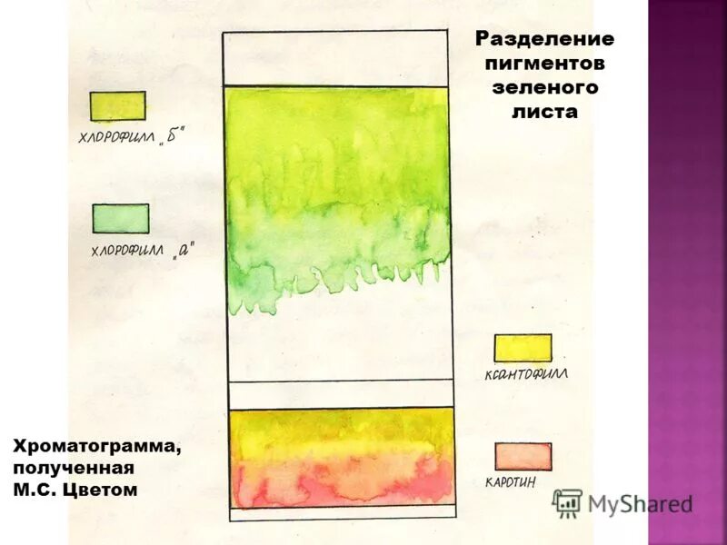 Разделение пигментов листа метод