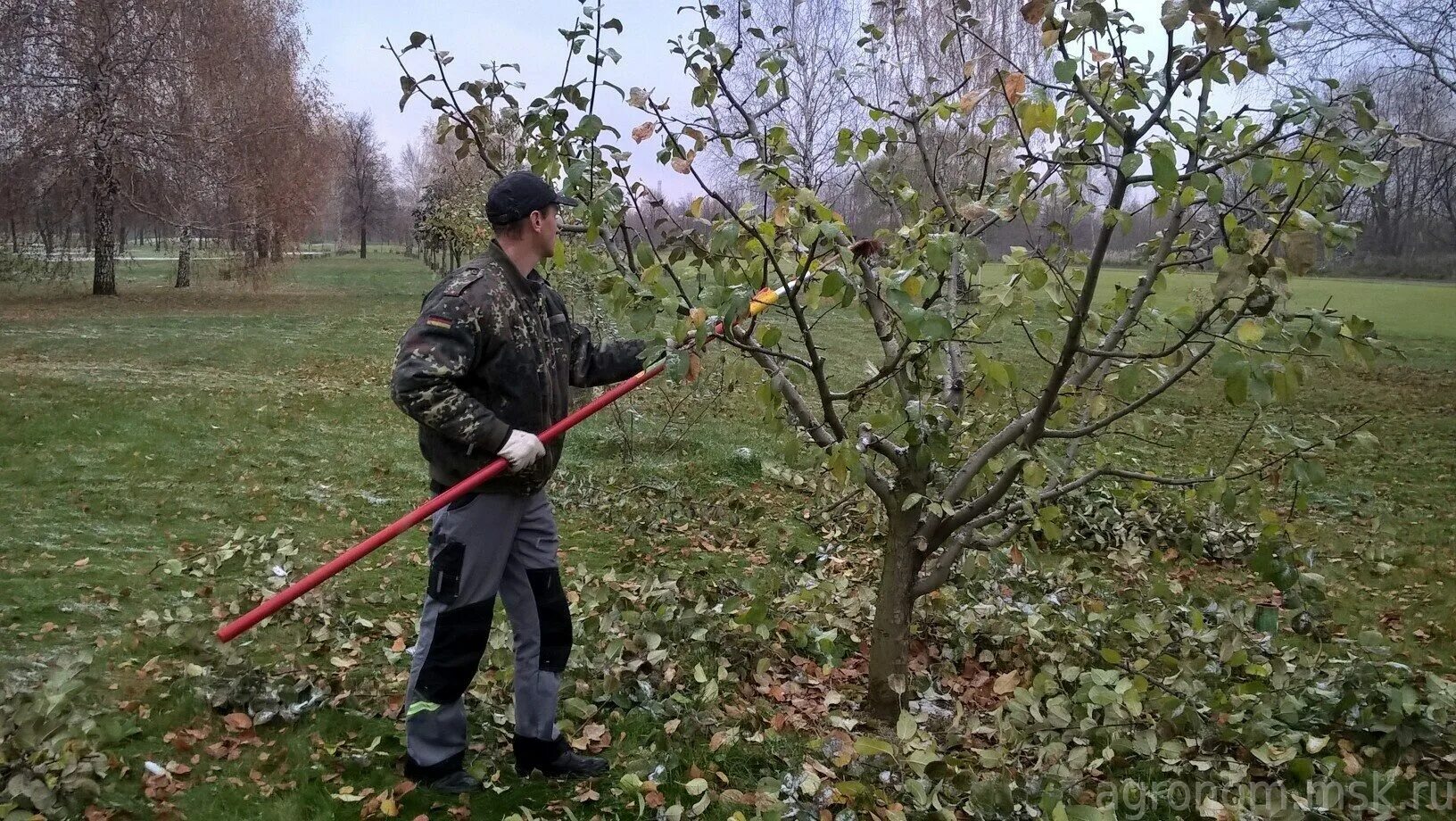 Пилим яблоню