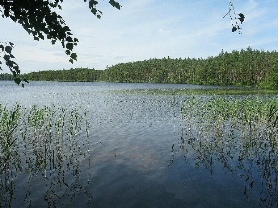 Озеро Малое Плотово. Озеро большое Плотово в Нижегородской области. Озеро Малое Плотово в Нижегородской области. Озеро большое Телятево. Участок озеро большое
