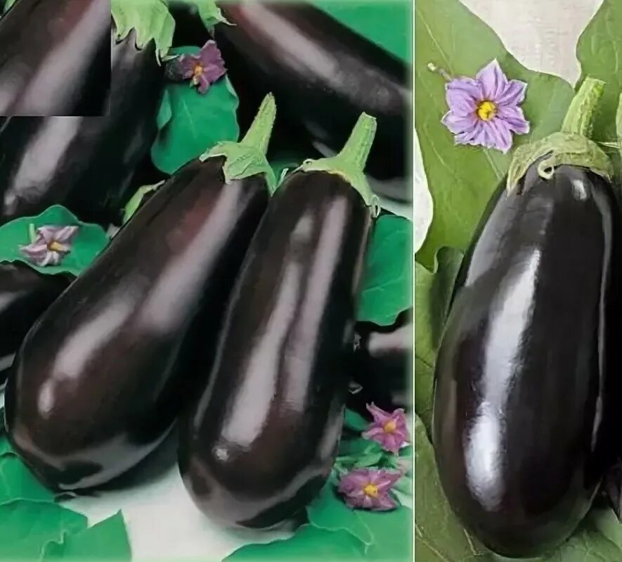 Баклажан фрегат. Баклажан фрегат. Гавриш баклажан бегемот f1. Баклажан "фрегат" сембат. Баклажан "фрегат" сембат.