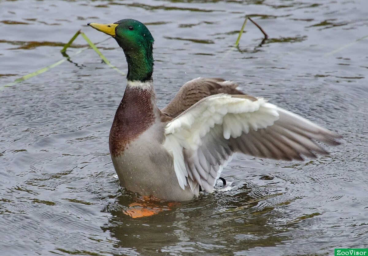 селезень тухачевского