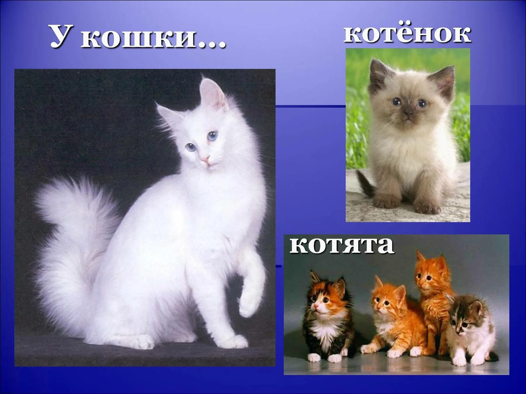 Как зовут детеныша кошки уровень