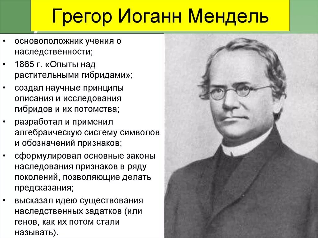 Развитие теории наследственности. Грегор Мендель основоположник наследственности. Грегор Мендель вклад в биологию. Генетика г Мендель основоположник генетики. Грегор Иоганн Мендель генетика.