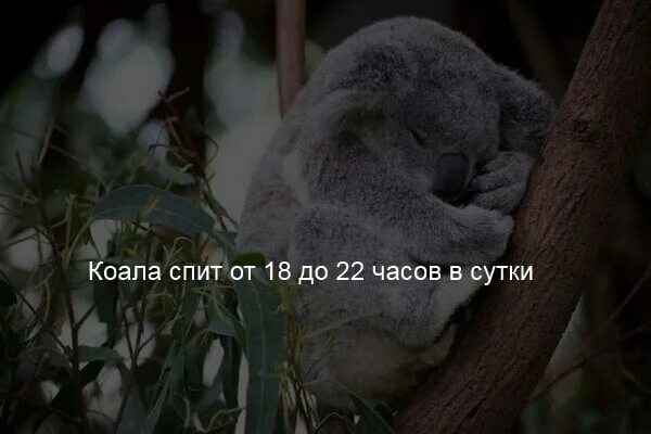 Спи 22 23