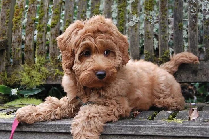 What Is a Standard Goldendoodle? Goldendoodle Puppies