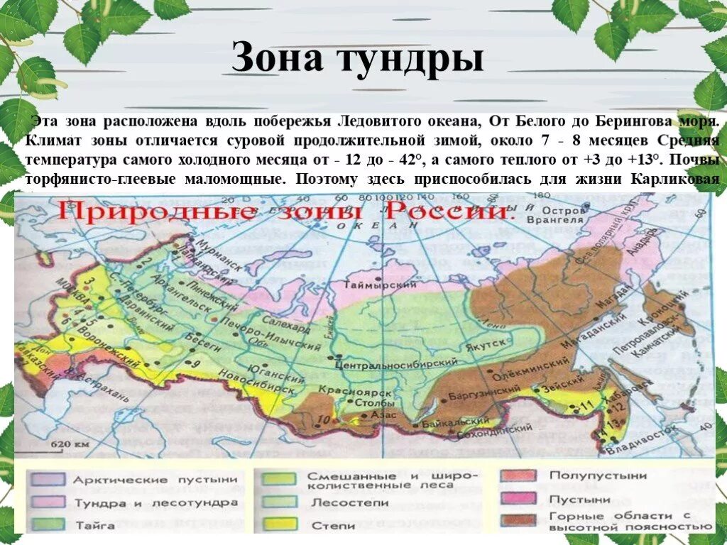 Где растет береза в какой природной зоне. Зона тундры на карте природных зон. Тундровая зона России на карте. Климатическая зона тундра. Климат зоны тундры в России.