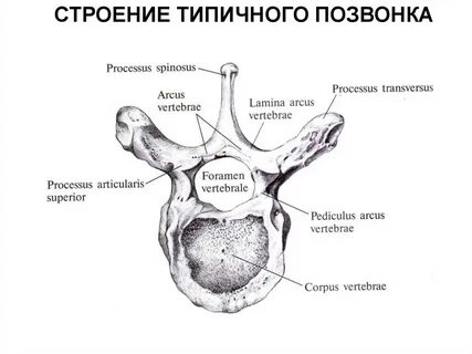 Позвонок анатомия латынь