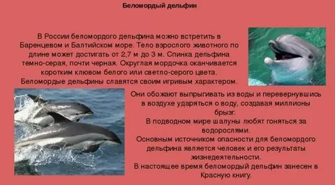 Почему дельфины в красной книге