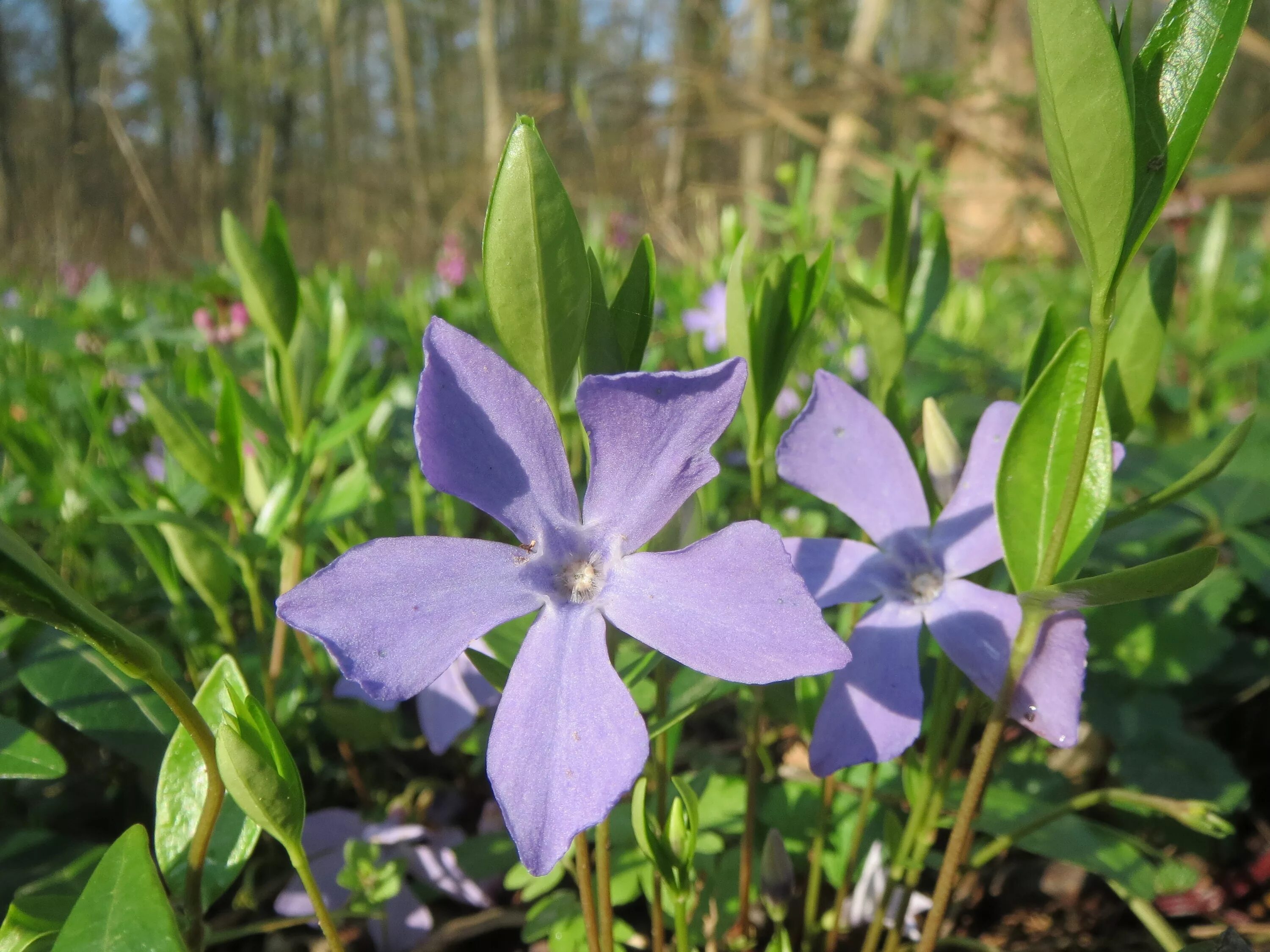 Как выглядит барвинок. Барвинок vinca minor. барвинок малый (vinca minor). барвинок малый aureomarginata. барвинок остролистный.