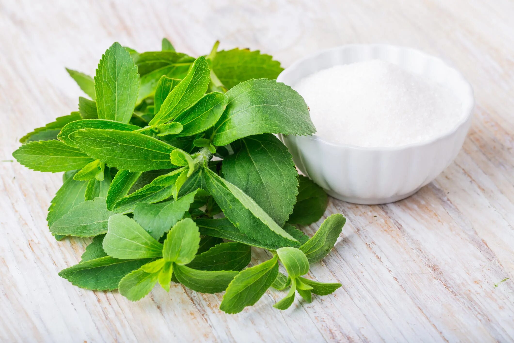 Stevia rebaudiana. Стевия растение. Стевия медовая. Стевия сахарозаменитель растение.