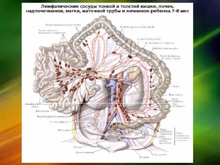 Лимфоузлы надпочечников. Лимфоузлы брюшной полости анатомия. Лимфатические узлы брюшной полости на кт анатомия. Паравертебральные лимфоузлы брюшной полости.