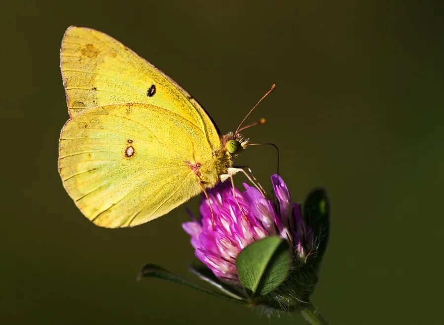 Желтушка Луговая бабочка. Луговая желтушка Луговая. Желтушка COLIAS.