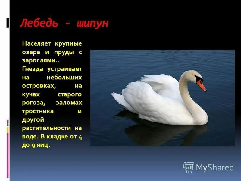 Лебедь количество звуков. Лебедь шипун красная книга Ульяновской области. Птица лебедь-шипун. Белый лебедь шипун красная книга. Перелётные птицы лебедь шипун.