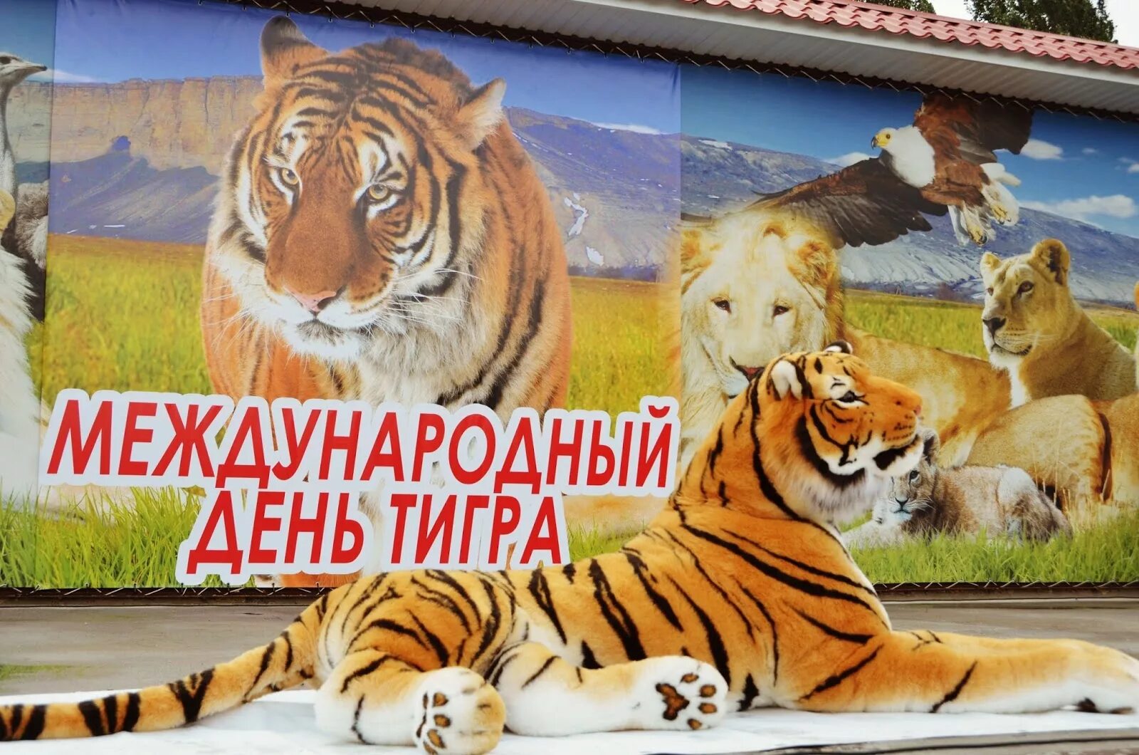 Открытки с международным днем тигра. День тигра. Открытки 29 июля день тигра. 29 июля день тигра. День тигра надпись.
