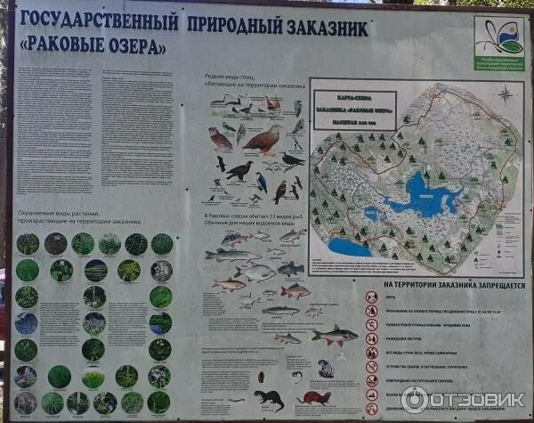 Заказник раковые озёра экотропа. Государственный природный заказник раковые озера. Государственный природный заказник раковые озера. Государственный природный заказник раковые озера. Раковые озера экологическая тропа.