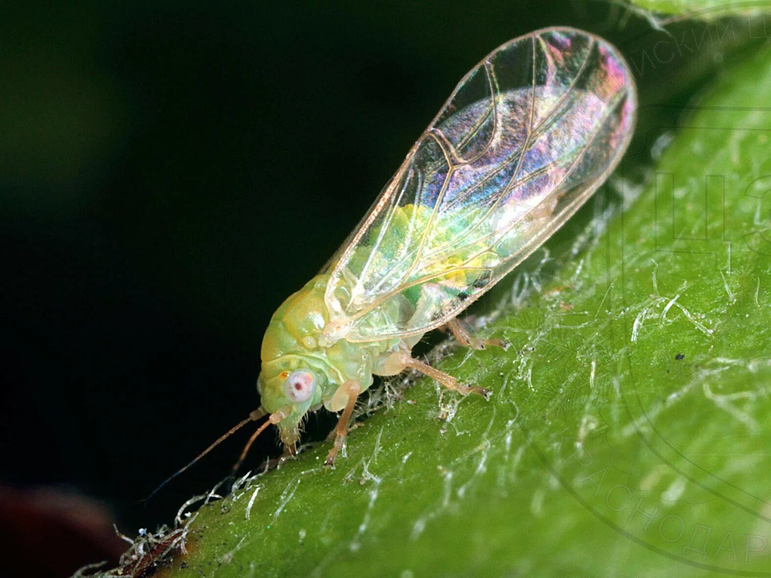 яблонная медяница. тля медяница. яблонная медяница (листоблошка). листоблошка морковная trioza apicalis. яблонная медяница (листоблошка).