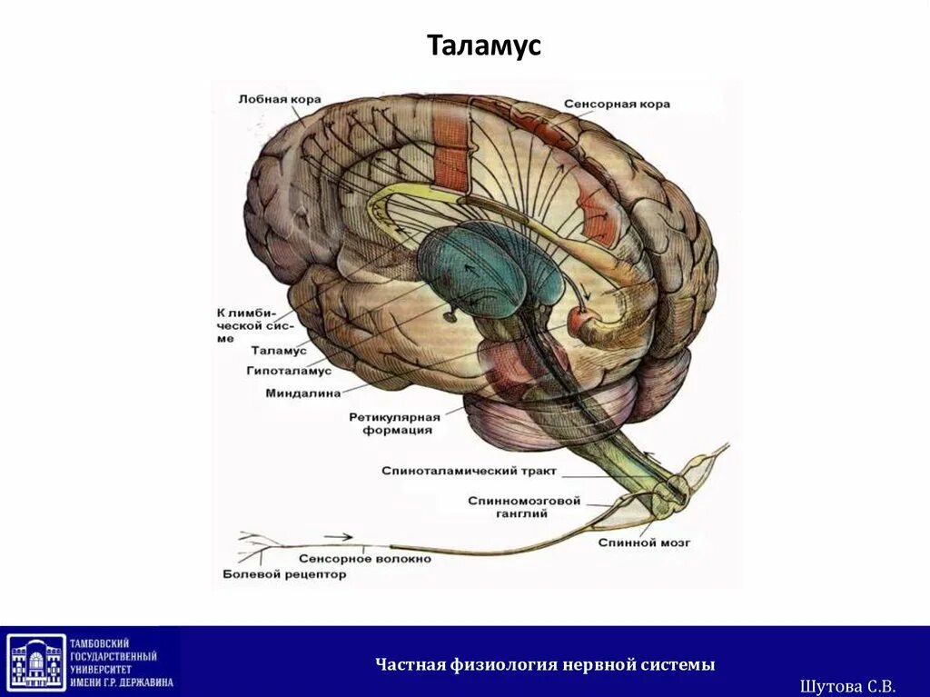 Таламус зрительный бугор анатомия. Мозг анатомия таламус. Таламус строение ядра. Зрительные Бугры головного мозга. Что такое таламус