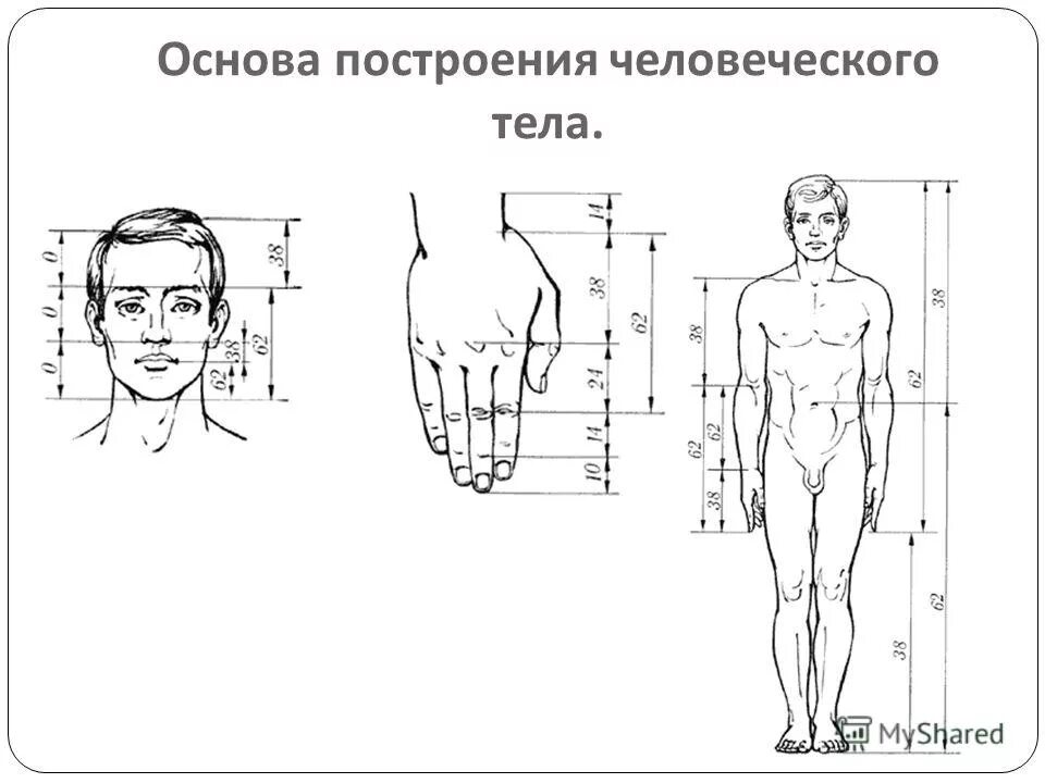 У взрослого человека размер головы занимает. Построение тела человека. Основы построения тела. Построение человеческого тела. Портрет основы построения.