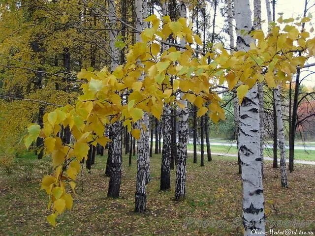 Тихо падают с берез осенние листья выписать. Возле берёзки падают какие листочки. картинка бабья рощица. фока ветроградарь картинки.