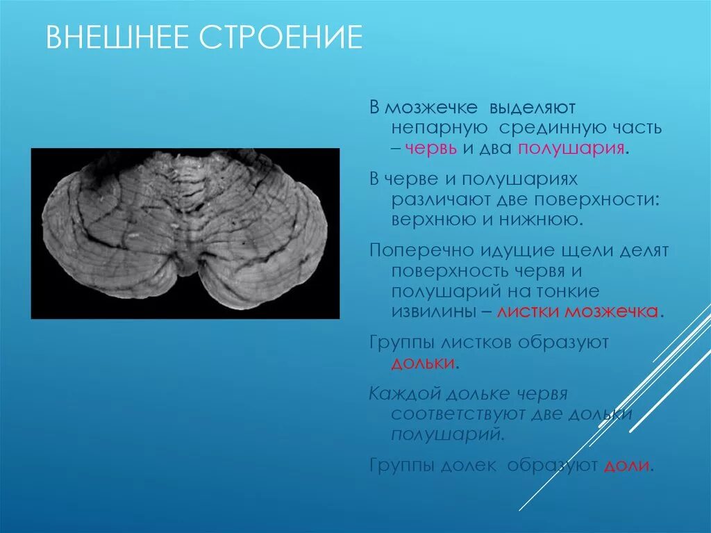 Строение мозжечка анатомия. Мозг строение мозжечка анатомия. Мозжечок строение ядра анатомия. Строение мозжечка анатомия животных. В задний мозг входит мозжечок