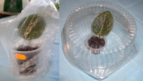 Укоренение черенков фиалками