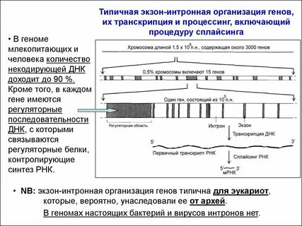 Геном эукариот характеризуется