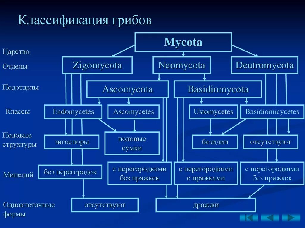 Новая систематика. Царство грибы классификация. Таксономическая классификация грибов. Классификация отделов царства грибов. Систематика царства грибов схема.