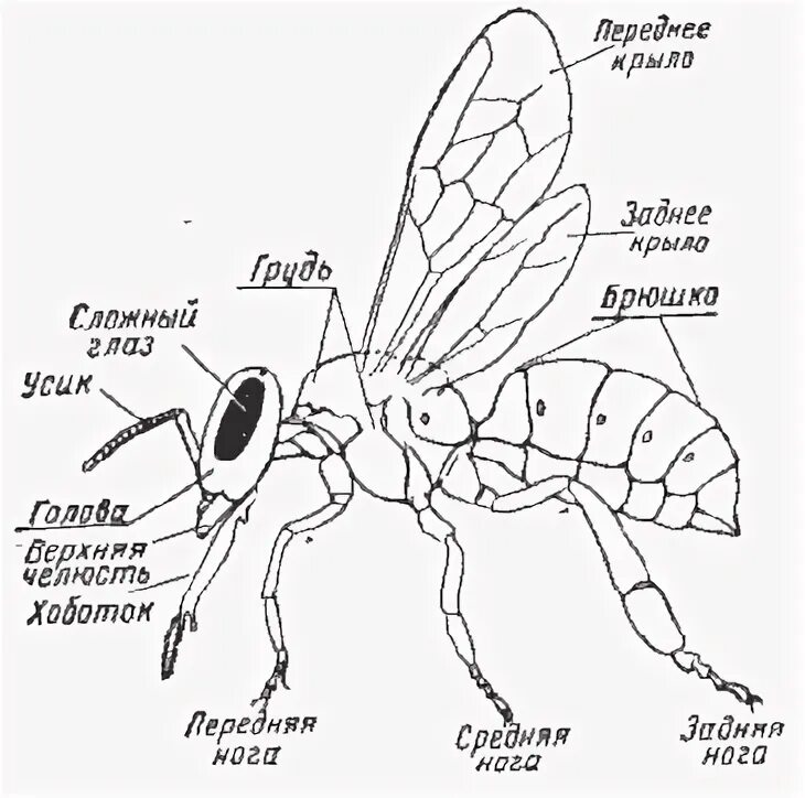 Внешнее строение шмеля. Внешнее и внутреннее строение пчелы медоносной. Строение медоносной пчелы рисунок. Пчела строение тела схема. Строение пчелы внутреннее строение.