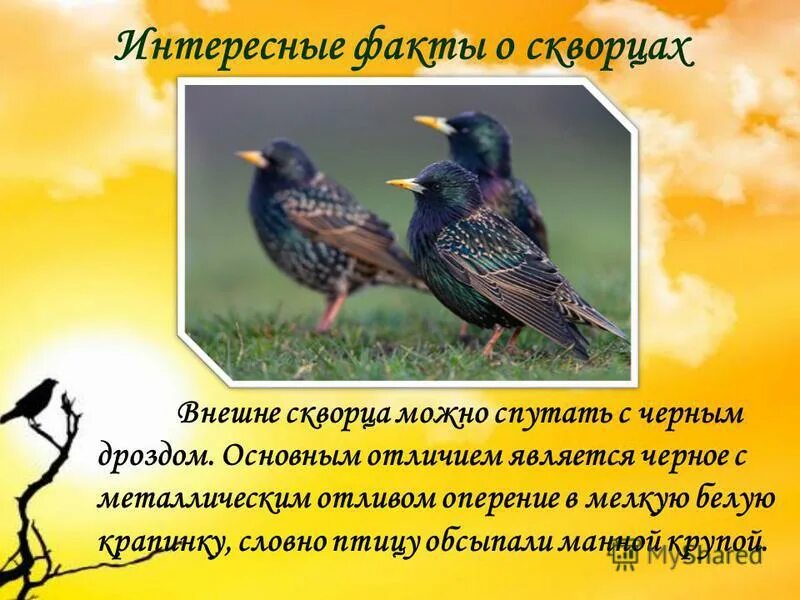 Краткий пересказ скворцы. Продолжить рассказ скворцы. Обыкновенный скворец описание. Загадка про скворца. План рассказа скворцы.